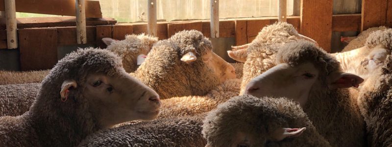 SE sheep